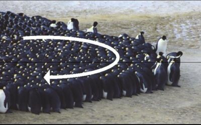 The Penguin Spiral – Who is it we take care of in our world today?
