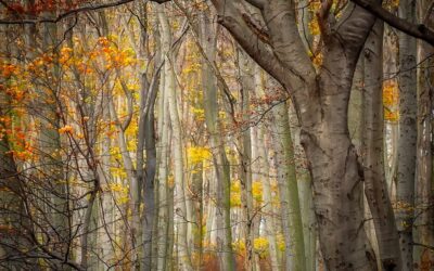 Nature’s Interconnection for Survival – a Metaphor