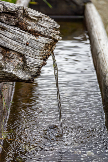 Leader as the poet. Know where the water holes are